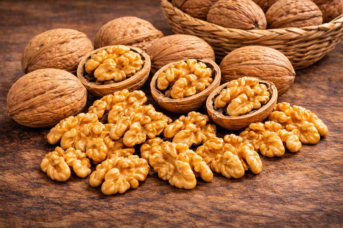 Nuez Serr - Chile Nueces Serr chilenas de maduración temprana, cáscara delgada y alto rendimiento para industria alimentaria